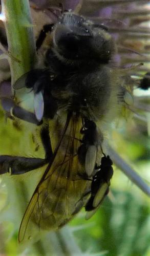 Desmometopa sp.